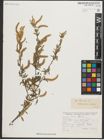 Foto von Salix triandra L.